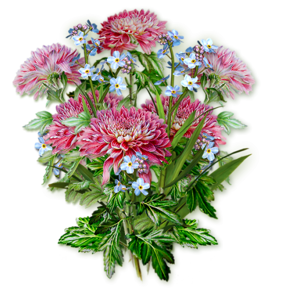 Астра Розамунда, розовая