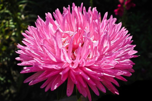 Хризантема на белом фоне