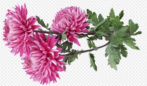 Хризантема Пурпл Фловер