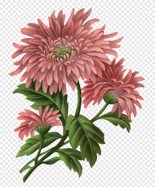 Астра для детей