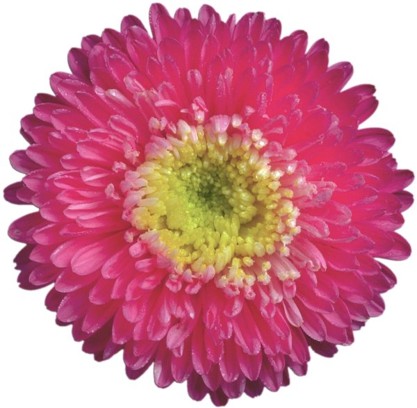 Астра однолетняя