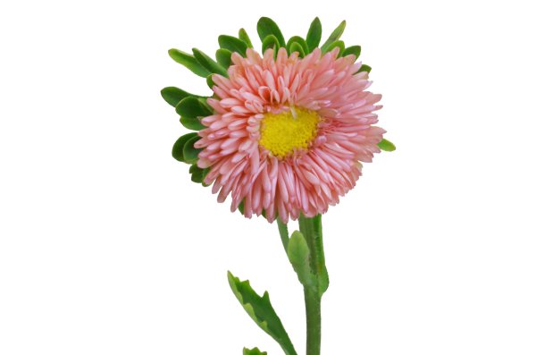 Цветок Астра.