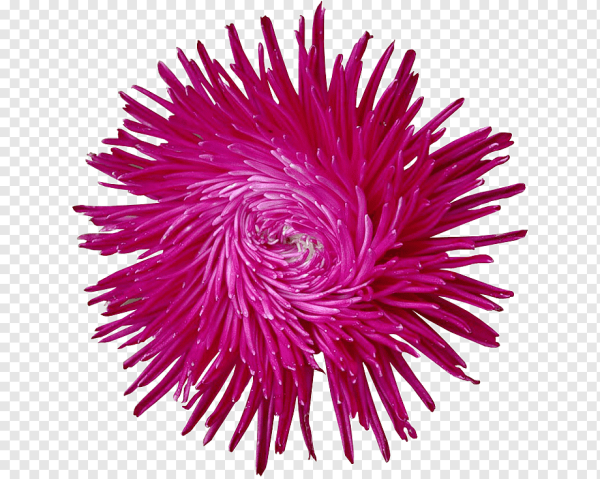 Астра красная с желтой серединкой