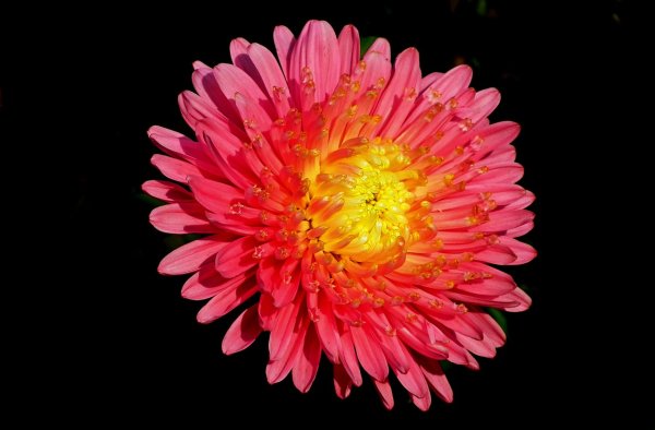 Клумба астры и цинии