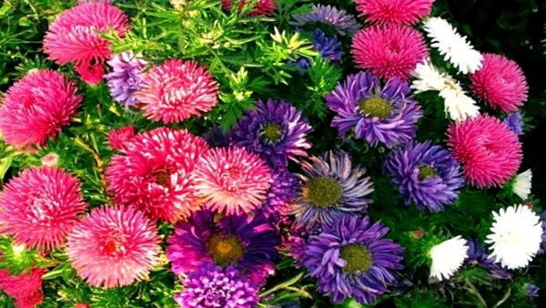 Букет астр акварелью