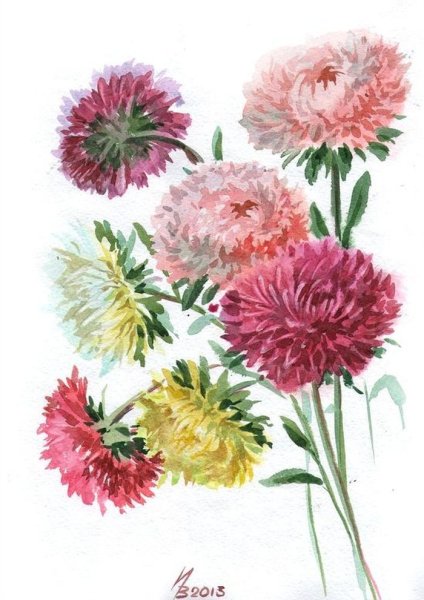 Астра цветок для детей