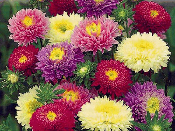 Астра на белом фоне