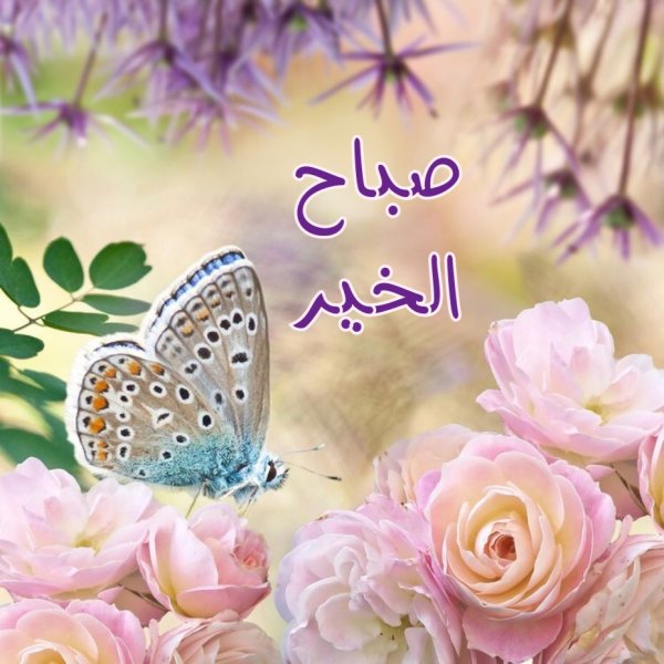 Открытка "бабочки"