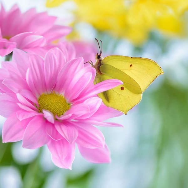 Бабочки цветочки картинки