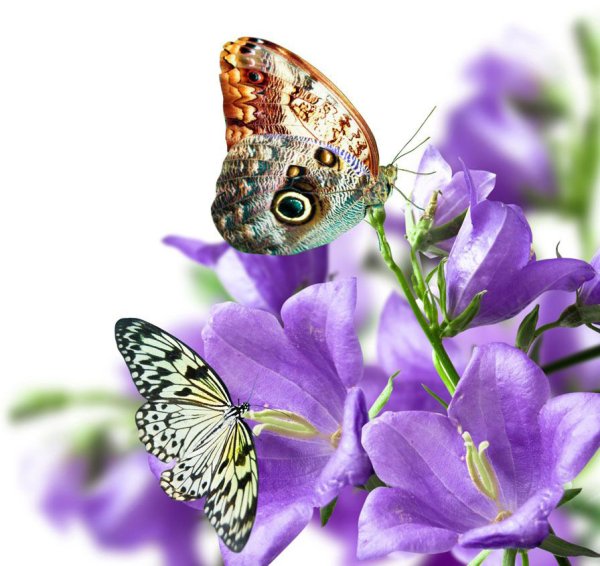 Открыта с добрым утром