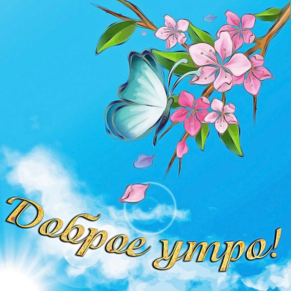 Цветок Ромашка бабочка