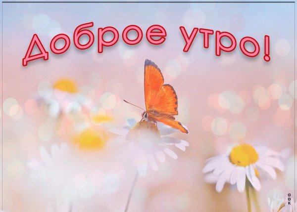 Бабочка на цветке