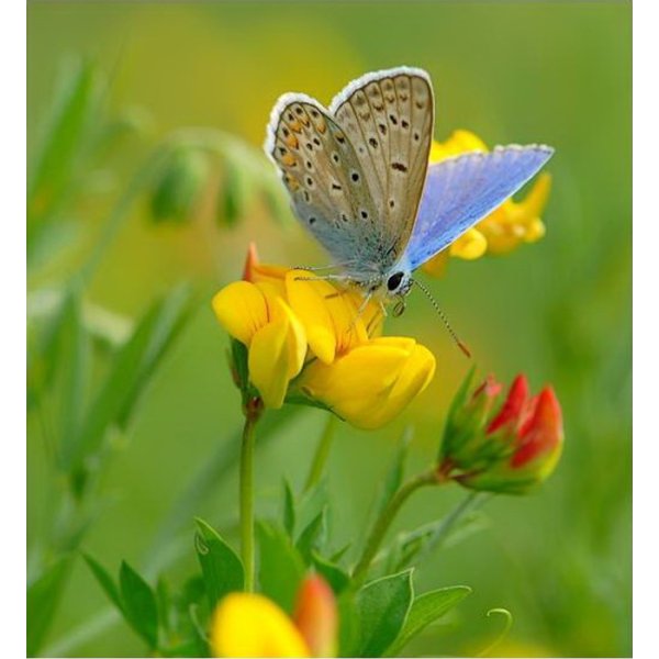 Хорошего дня бабочки