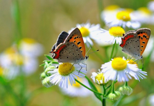 Доброе летнее утро пожелания