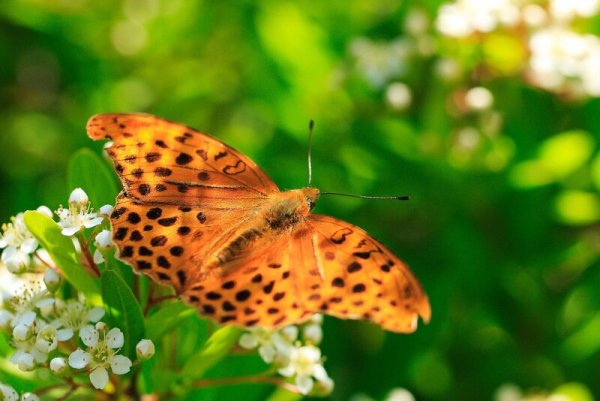Доброе утро бабочки цветы