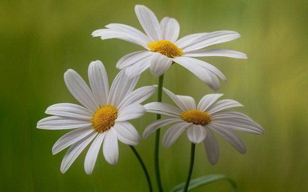 Доброе утро Весна бабочки