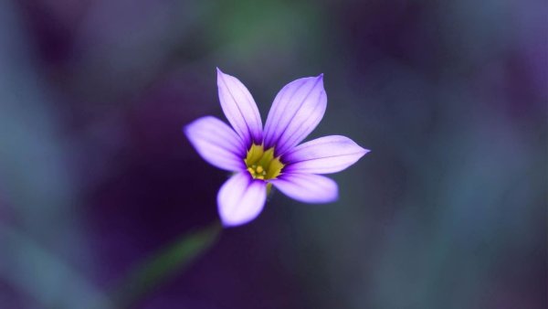 Красивые маленькие цветочки