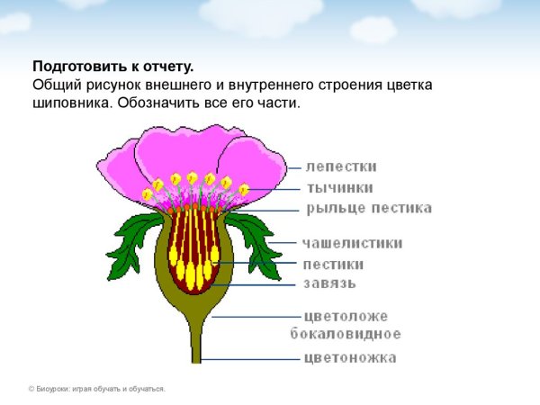 Цветковые растения рисунок