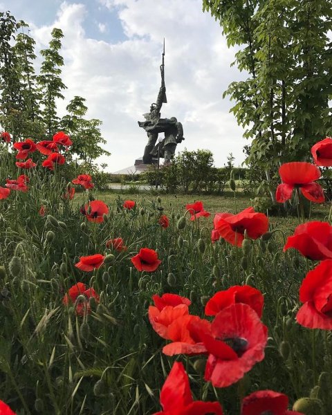 Малахов Курган маки