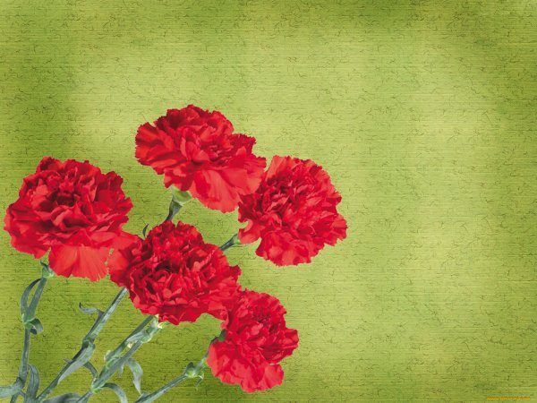 Красные гвоздики