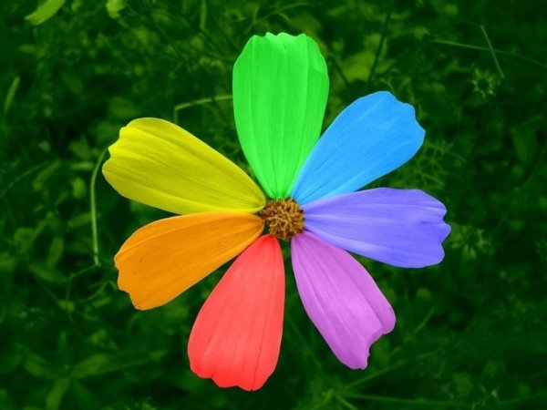 Цветик семицветик