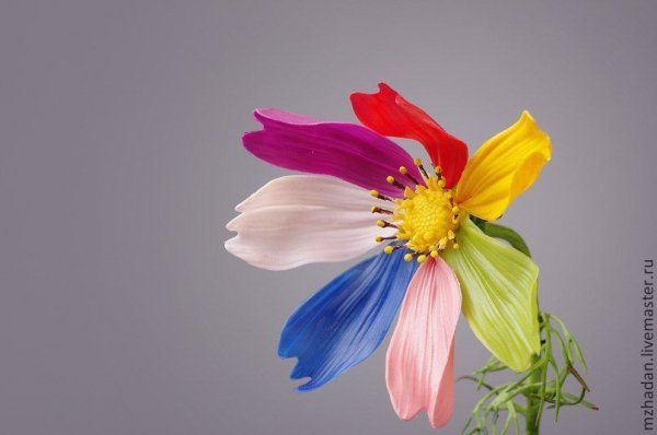 Семицветик логотип