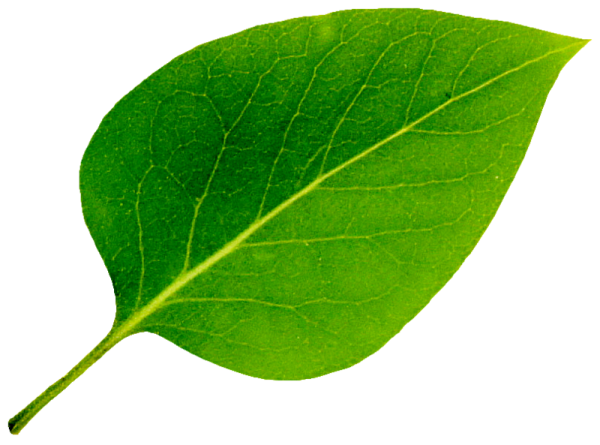 Зеленый лист