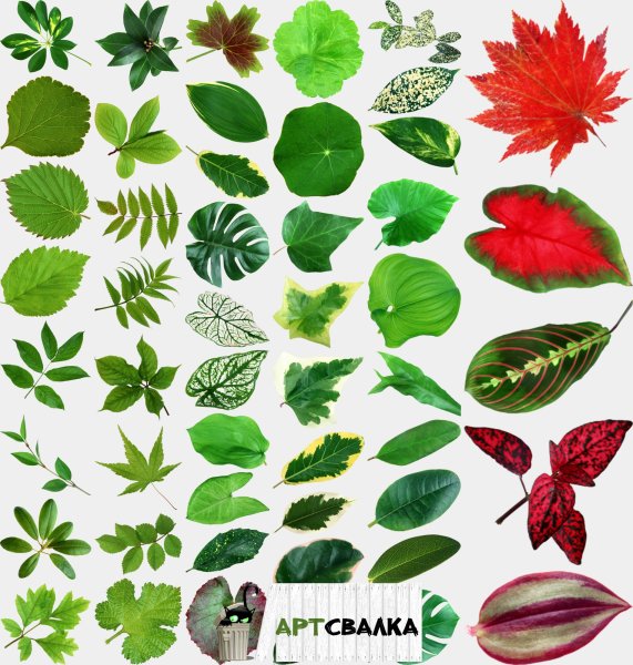 Наклейки листики