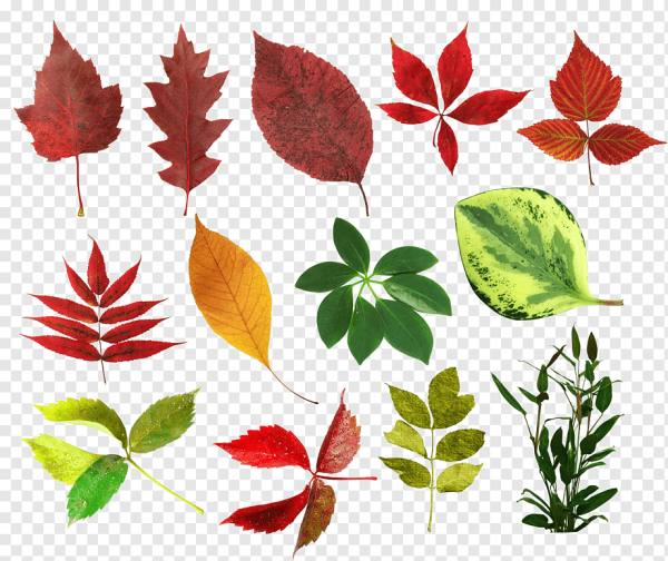 Листья деревьев