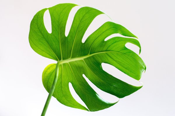 Красивые листья растений