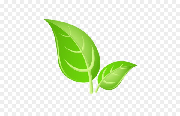 Листья растений