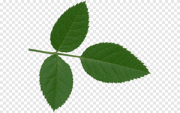 Листок розы