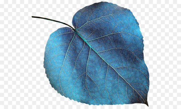 Фиолетовые листья