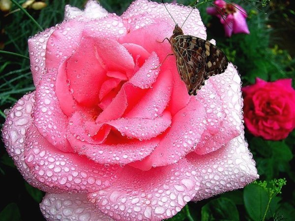 Доброго дня розы