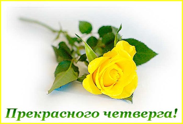 Желтые розы с добрым утром