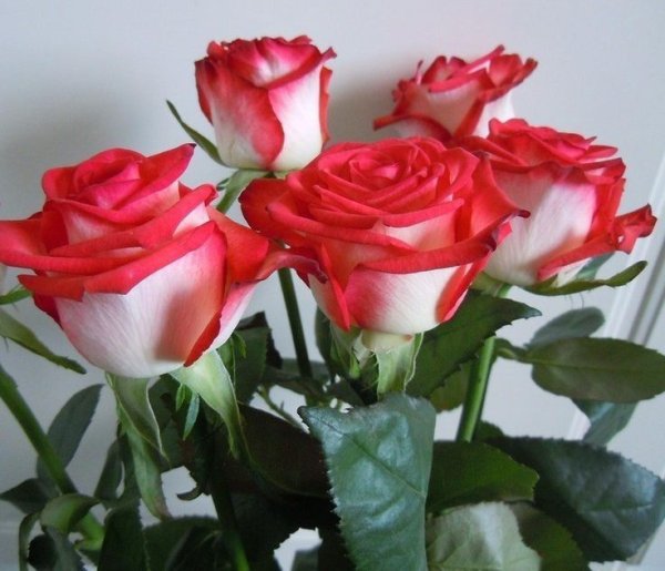 Открытки с добрым утром четверга летние