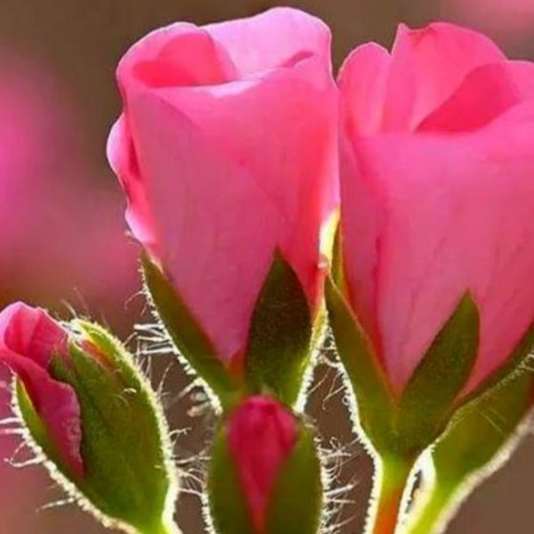 Доброе утро розы