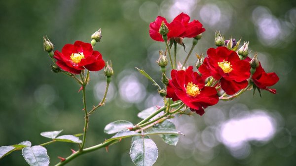 Прекрасного четверга