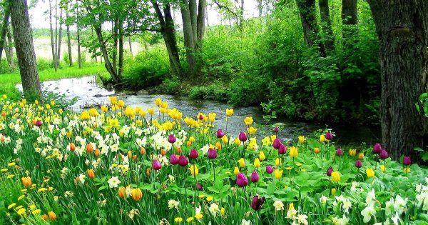 Природа водопад цветы