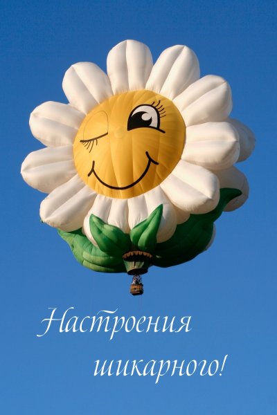 Ромашка улыбается