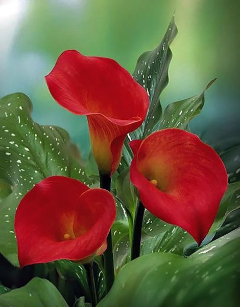 Калла Зантедеския Zantedeschia aethiopica