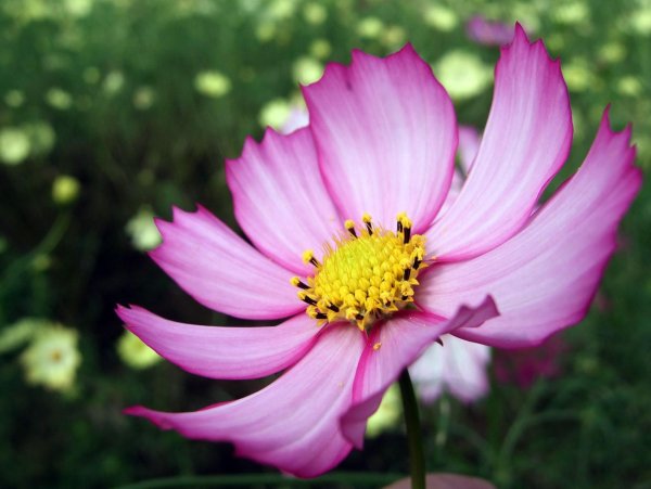 Космея лимонная