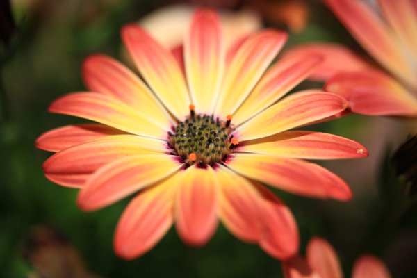 Цветы картинки