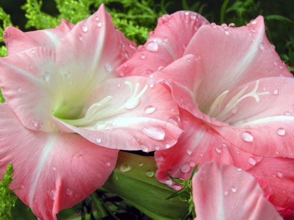 Гладиолусы и роса