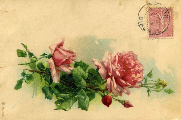 Катарина Кляйн розы