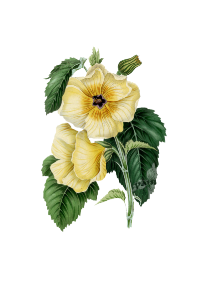 Ботаническая иллюстрация ретро