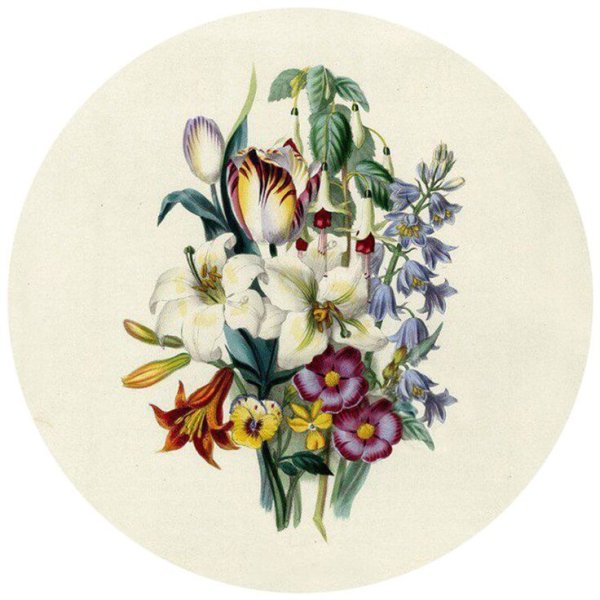 Викторианские Ботанические иллюстрации