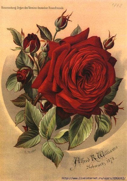 Красные розы для декупажа