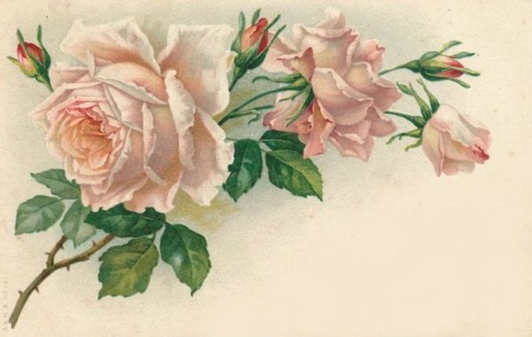 Victorian White роза