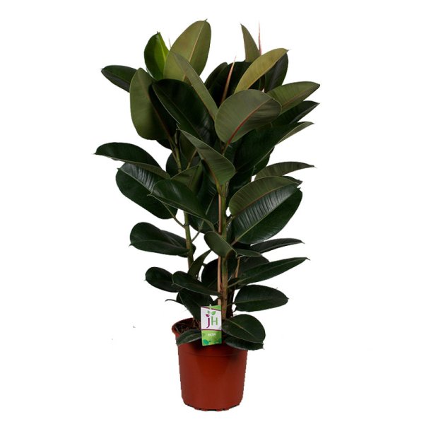 Фикус эластичный каучуконосный